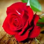 Орзуи гули сурх